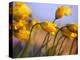 Close-up of daffodils-Craig Tuttle-Premier Image Canvas