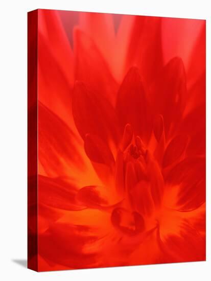 Close-up of Dahlia Flower-Janell Davidson-Premier Image Canvas