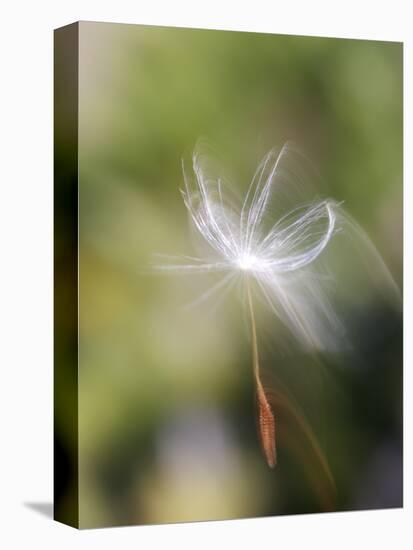 Close-up of Dandelion Seed Blowing in the Wind, San Diego, California, USA-Christopher Talbot Frank-Premier Image Canvas