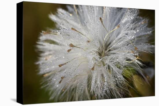 Close-up of dandelion seed with dew drops, Glenview, Illinois, USA-Panoramic Images-Premier Image Canvas