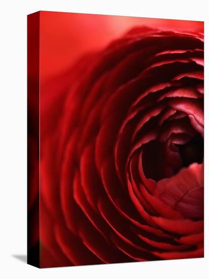 Close-Up of Dark Red Persian Buttercup-Clive Nichols-Premier Image Canvas