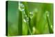 Close-Up of Dewdrops on Grass-Matt Freedman-Premier Image Canvas