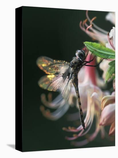 Close-up of Dragonfly Backlit on Azalea, Georgia, USA-Nancy Rotenberg-Premier Image Canvas