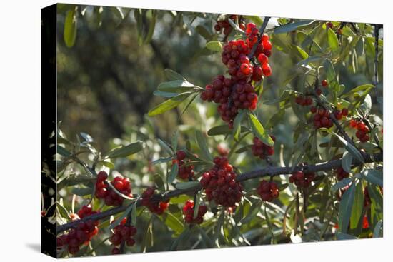 Close Up of Edible Berries. North Dakota, USA-Angel Wynn-Premier Image Canvas
