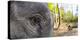 Close-up of elephant, India-Panoramic Images-Premier Image Canvas