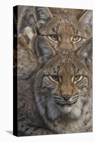 Close-up of Eurasian lynx kittens, aged eight months-Edwin Giesbers-Premier Image Canvas