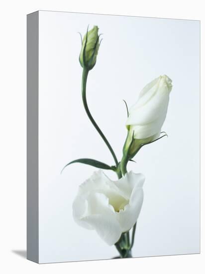 Close-Up of Eustoma Russellanium, Kyoto Pure White, Flower and Buds on a White Background-Pearl Bucknall-Premier Image Canvas