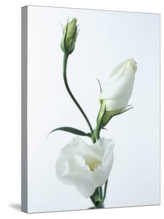 Close Up Of Eustoma Russellanium Kyoto Pure White Flower And Buds On A White Background Photographic Print Pearl Bucknall Art Com Close Up Of Eustoma Russellanium Kyoto Pure White Flower And Buds On A White Background Photographic Print Pearl Bucknall Art Com