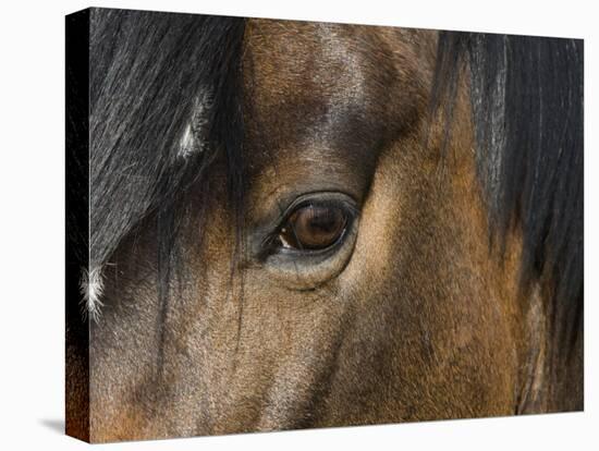 Close Up of Eye of a Paint Mare, Berthoud, Colorado, USA-Carol Walker-Premier Image Canvas