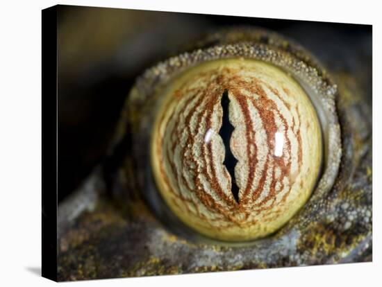 Close Up of Eye of Leaf Tailed Gecko Eye Detail, Nosy Mangabe, Northeast Madagascar-Inaki Relanzon-Premier Image Canvas