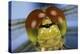 Close Up Of Eyes Of Common Darter Dragonfly (Sympetrum Striolatum) Newly Emerged Adult, Surrey, UK-Kim Taylor-Premier Image Canvas