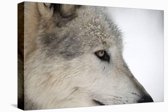 Close-Up of Face and Snout of a North American Timber Wolf (Canis Lupus) in Forest, Austria, Europe-Louise Murray-Premier Image Canvas