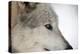 Close-Up of Face and Snout of a North American Timber Wolf (Canis Lupus) in Forest, Austria, Europe-Louise Murray-Premier Image Canvas