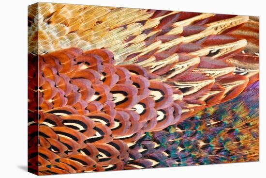 Close up of feathers of cock Pheasant-Alex Hyde-Premier Image Canvas