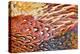 Close up of feathers of cock Pheasant-Alex Hyde-Premier Image Canvas