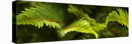Close-Up of Ferns-null-Stretched Canvas