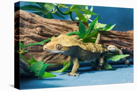 Close-up of Gecko lizard-null-Premier Image Canvas
