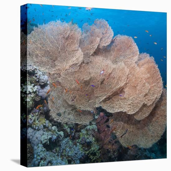 Close-Up of Giant Sea Fan Coral, Ras Mohammed Nat'l Pk, Off Sharm El Sheikh, Egypt-Mark Doherty-Premier Image Canvas