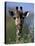 Close-up of Giraffe Feeding, South Africa-William Sutton-Premier Image Canvas