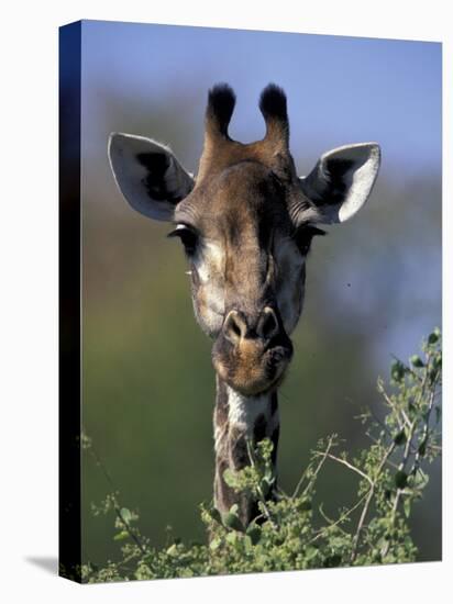 Close-up of Giraffe Feeding, South Africa-William Sutton-Premier Image Canvas