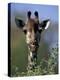 Close-up of Giraffe Feeding, South Africa-William Sutton-Premier Image Canvas