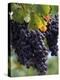 Close-up of Grapes on Vine-John Luke-Premier Image Canvas