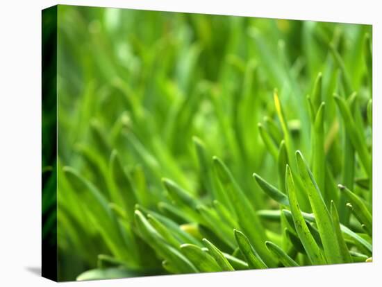 Close-up of Grass-null-Premier Image Canvas