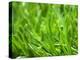 Close-up of Grass-null-Premier Image Canvas