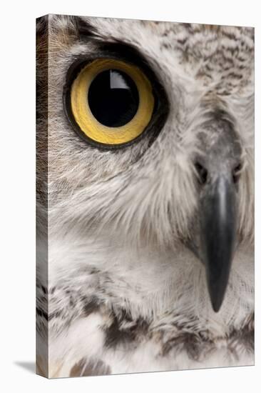 Close-Up of Great Horned Owl, Bubo Virginianus Subarcticus-Life on White-Premier Image Canvas