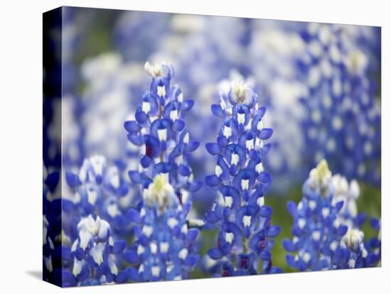 Close Up of Group of Texas Bluebonnets, Texas, USA-Julie Eggers-Premier Image Canvas