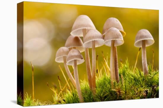 Close-Up of Group of Toadstools (Mycena Sp) Autumn. Leicestershire, UK. November-Ross Hoddinott-Premier Image Canvas