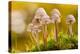 Close-Up of Group of Toadstools (Mycena Sp) Autumn. Leicestershire, UK. November-Ross Hoddinott-Premier Image Canvas