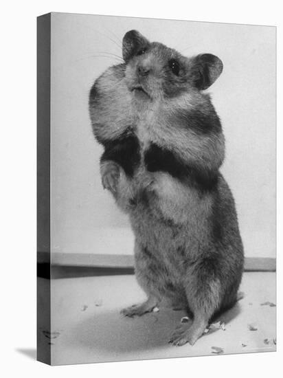 Close Up of Hamster Standing on Its Hind Legs at Chicago University-Wallace Kirkland-Premier Image Canvas