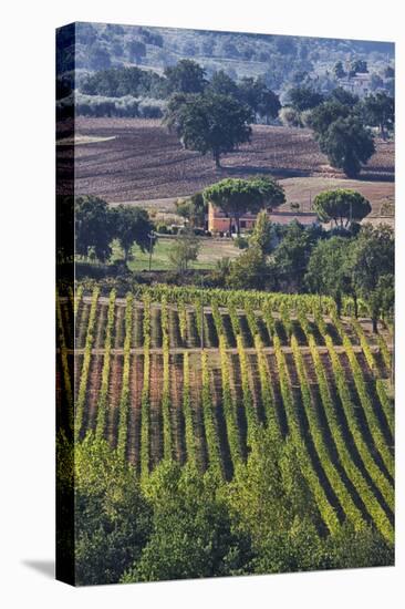 Close Up of Harvest Time Vineyards-Terry Eggers-Premier Image Canvas