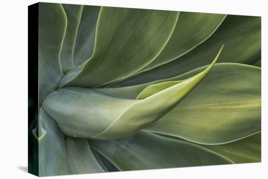Close Up Of Hawaiian Flora-Karine Aigner-Premier Image Canvas