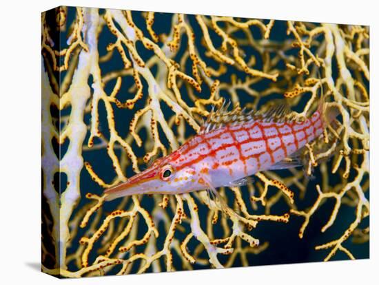 Close-Up of Hawkfish Amid Sea Fan, Raja Ampat, Indonesia-Jones-Shimlock-Premier Image Canvas