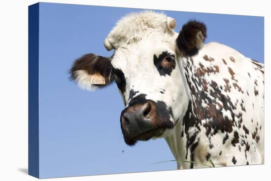 Close Up of Head Normande Tri-Coloured Cow-null-Premier Image Canvas