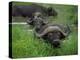 Close-Up of Head of Cape Buffalo, Kruger National Park, South Africa, Africa-Paul Allen-Premier Image Canvas