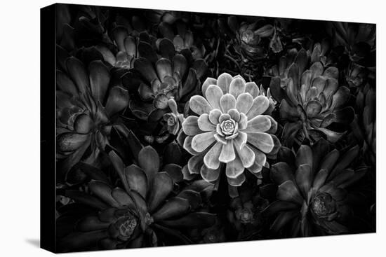 Close-up of Hen and Chicks cactus plant, California, USA-Panoramic Images-Premier Image Canvas