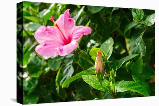 Close-up of Hibiscus flower and bud-null-Premier Image Canvas