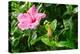 Close-up of Hibiscus flower and bud-null-Premier Image Canvas