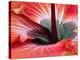 Close-Up of Hibiscus Flower-Adam Jones-Premier Image Canvas