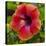 Close-Up of Hibiscus Flower-Richard T. Nowitz-Premier Image Canvas