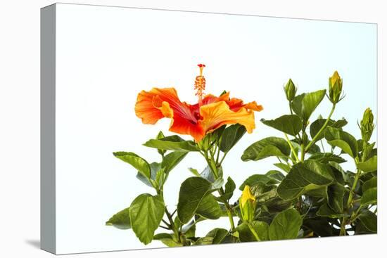 Close-up of Hibiscus flower-Panoramic Images-Premier Image Canvas