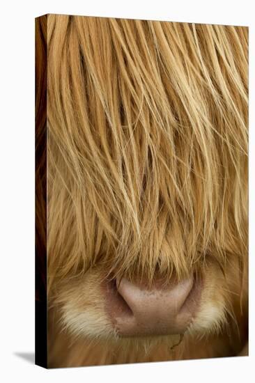Close-Up of Highland Cow (Bos Taurus) Showing Thick Insulating Hair, Isle of Lewis, Scotland, UK-Peter Cairns-Premier Image Canvas