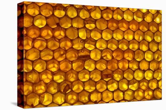Close up of honeycomb from Honey bee hive, Arabian Gulf-John Waters-Premier Image Canvas