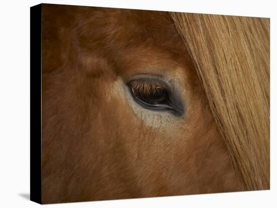 Close-Up of Horse's Eye-Arctic-Images-Premier Image Canvas