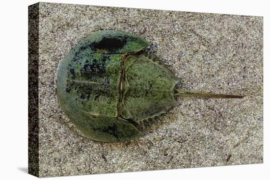 Close-Up of Horseshoe Crab, Sarasota, Sarasota County, Florida, Usa-null-Premier Image Canvas