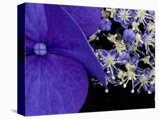 Close-up of Hydrangea, Seattle, Washington, USA-Nancy & Steve Ross-Premier Image Canvas