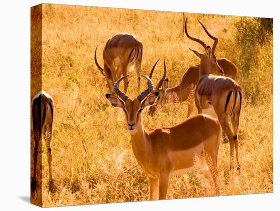 Close-up of Impala, Kruger National Park, South Africa-Bill Bachmann-Premier Image Canvas